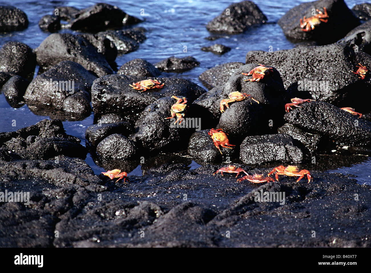 zoology / animals, crustaceans, Red rock crab, (Grapsus grapsus), several crabs sitting on rock, distribution: Mosquera and Gala Stock Photo