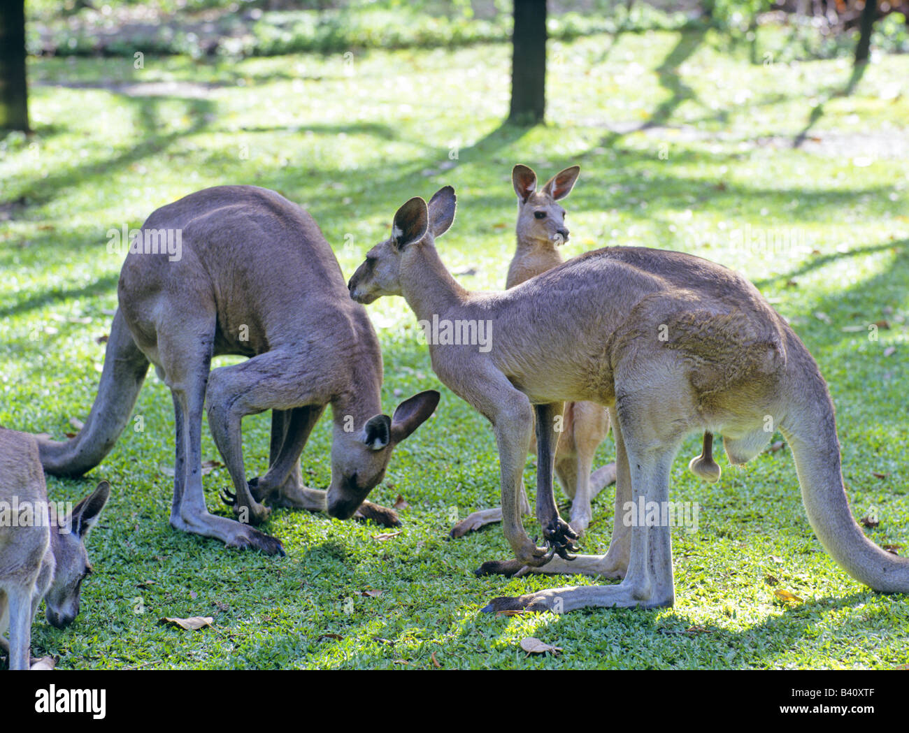 Kangaroos at the Wild World Cairns Queensland Australia Stock Photo Alamy