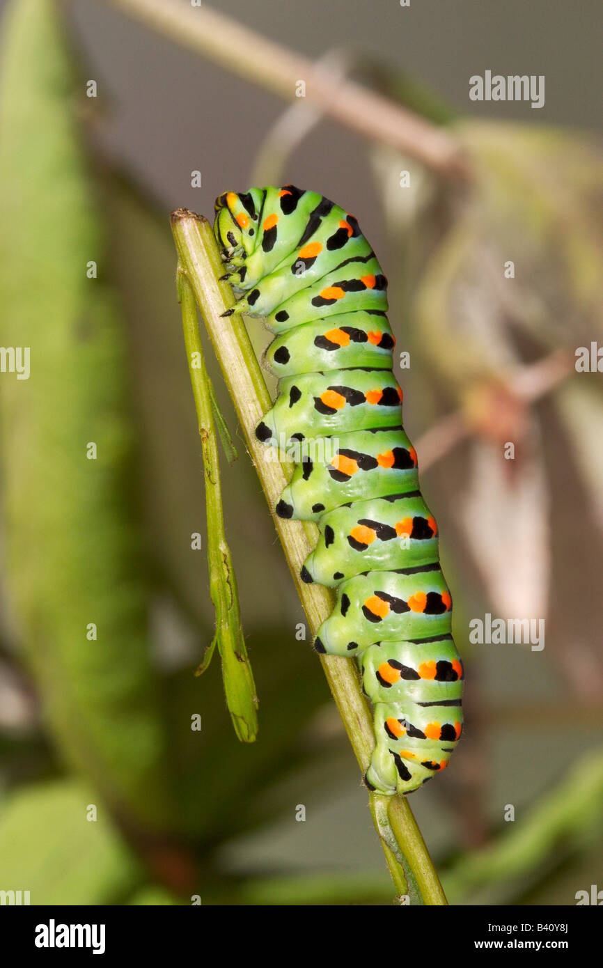 Old World Swallowtail Papilio machaon bairdii Stock Photo - Alamy