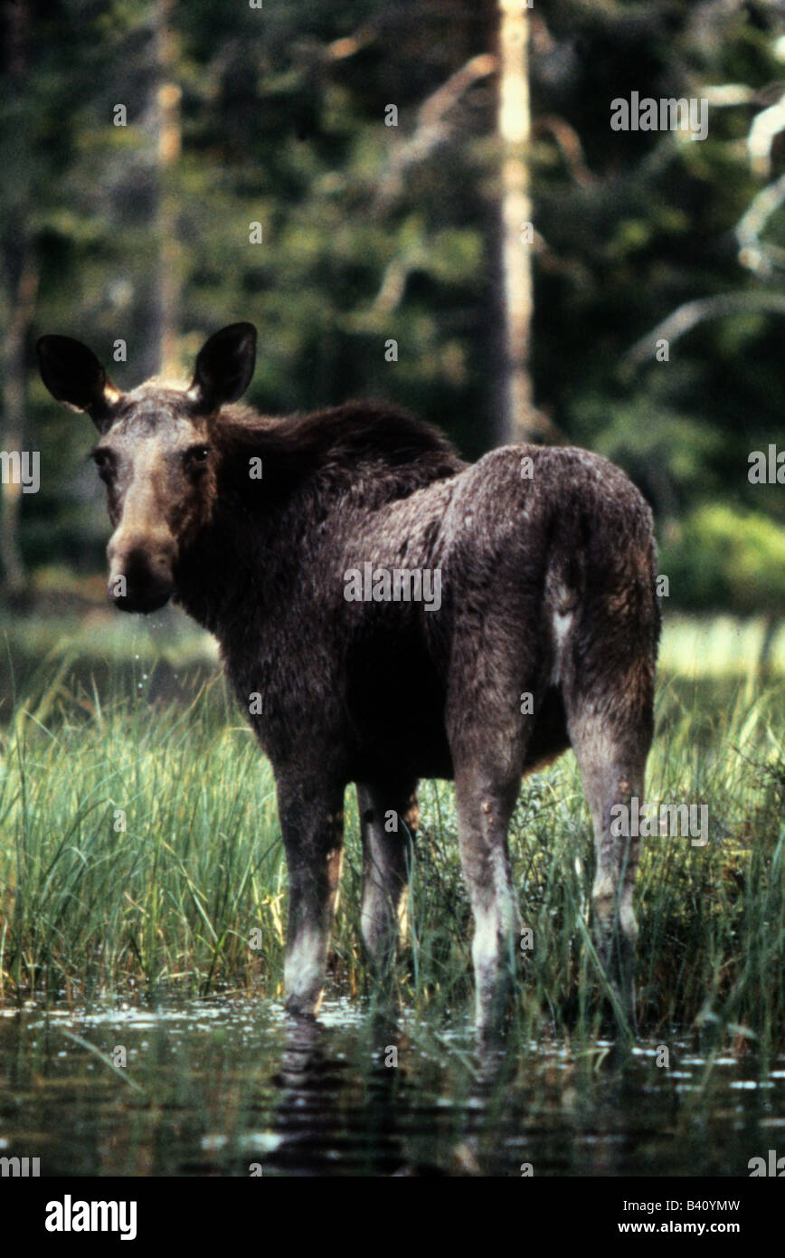 zoology / animals, mammal / mammalian, deers, elk, (Alces alces), cow elk in water, Norway, distribution: Northern Eurasia and N Stock Photo