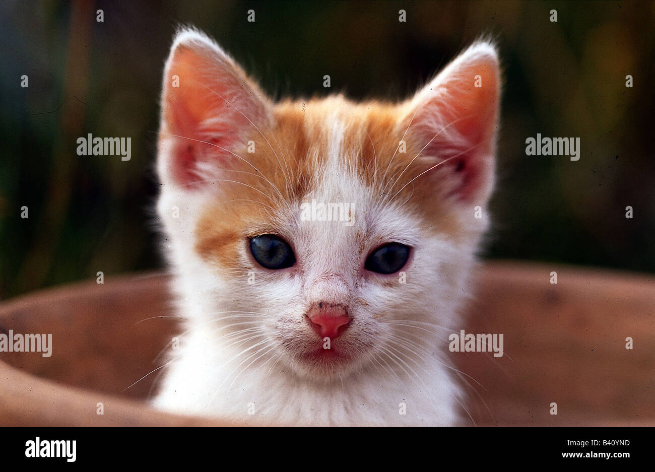 zoology / animals, mammal / mammalian, cats, (Felidae), domestic cat, kitten looking out of an empty flowerpot, animal, Felinae, Stock Photo