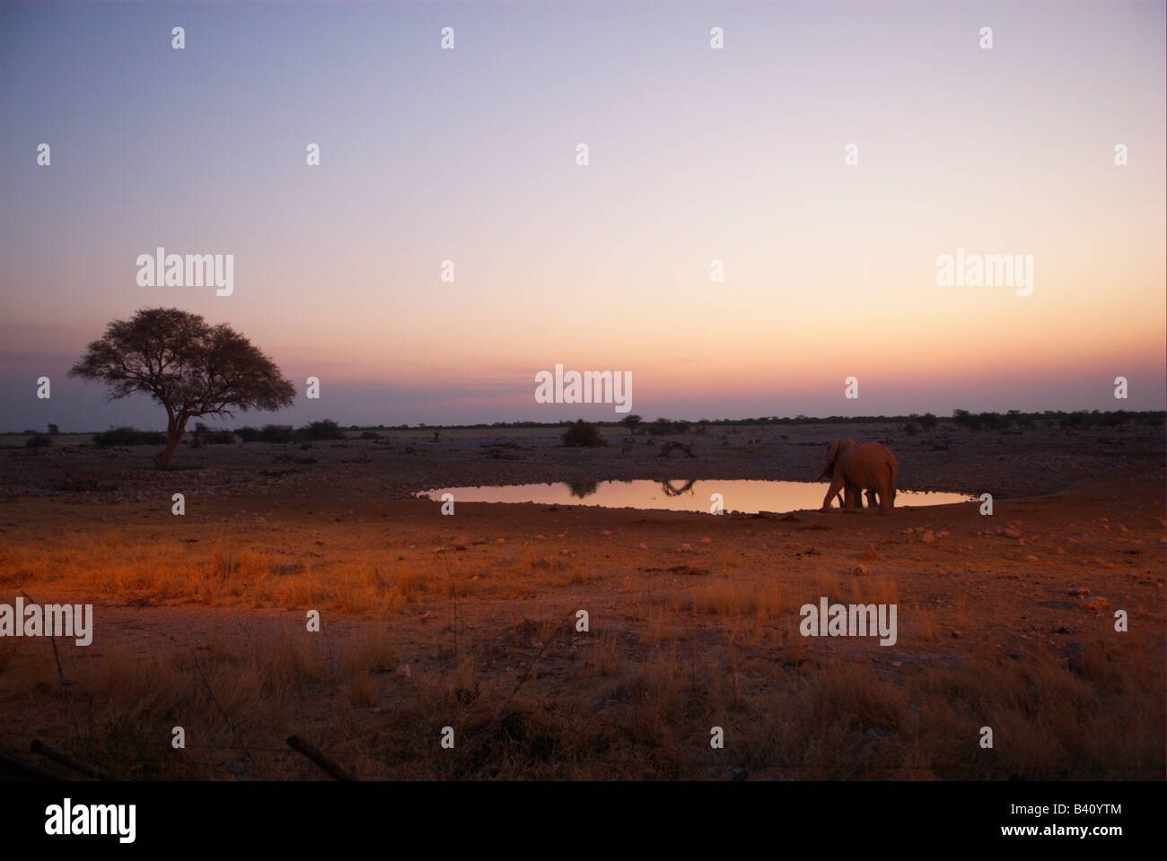 African elephant on a waterhole Stock Photo