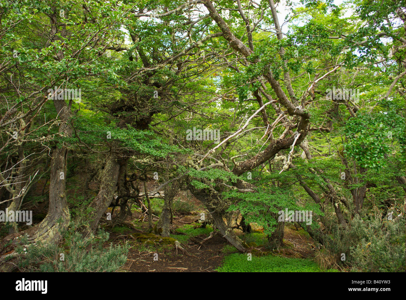 Gnarly trees Stock Photo