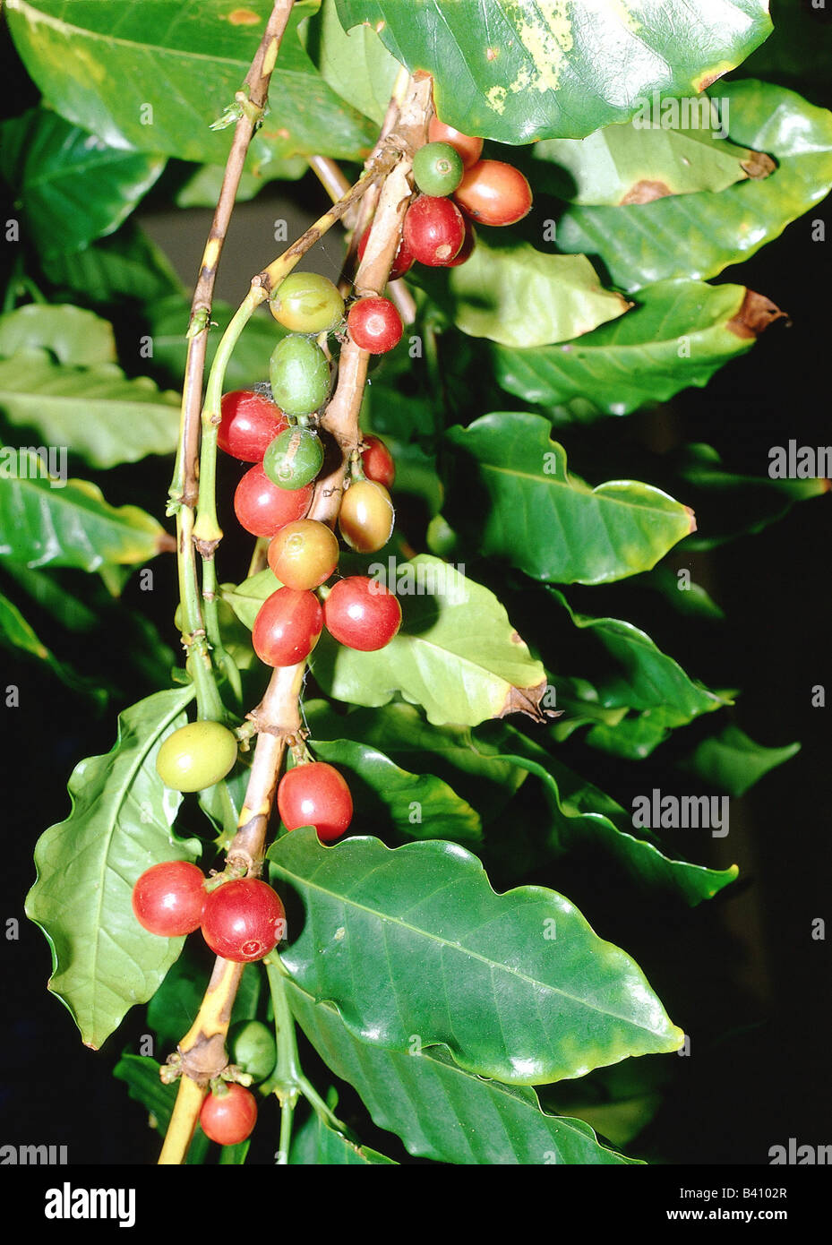 Botany rubiaceae coffee coffea arabica hires stock photography and images Alamy