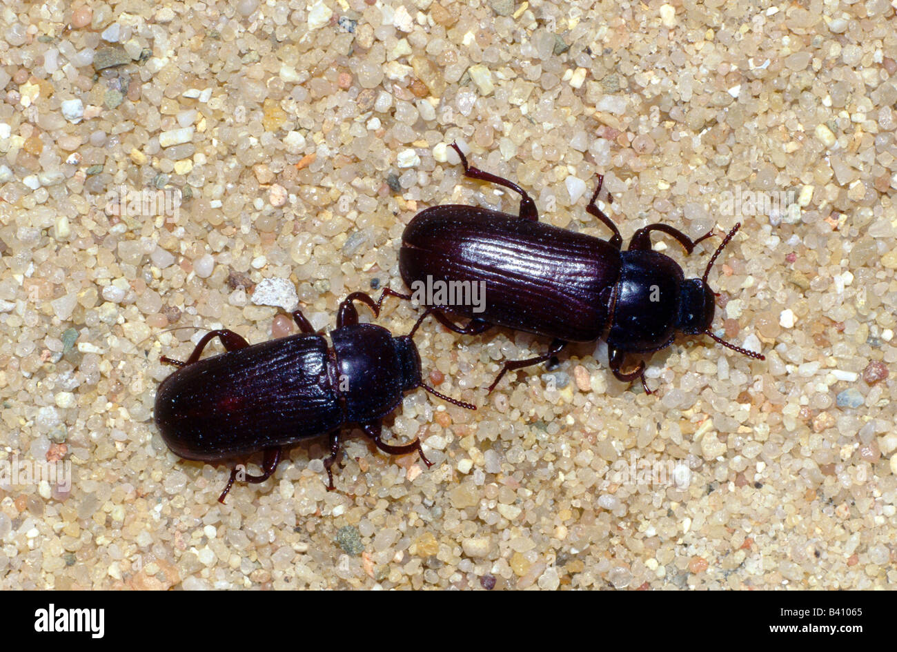 Two mealworms on gravel ground hires stock photography and images Alamy