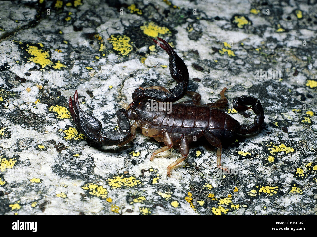 zoology / animals, arachnid, scorpions, Italian Scorpion, (Euscorpius italicus), on stone ground, side view, distribution: Medit Stock Photo