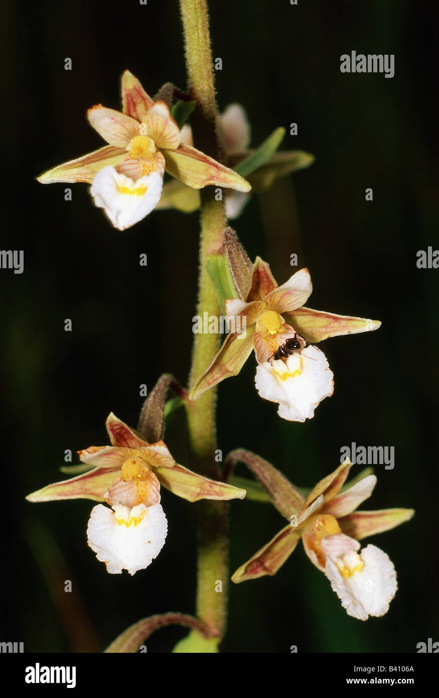botany, Epipactis, species, Marsh Helleborine, (Epipactis palustris), blossoms, at shoot, swamp, white, Marsh Orchid, Orchidee, Stock Photo