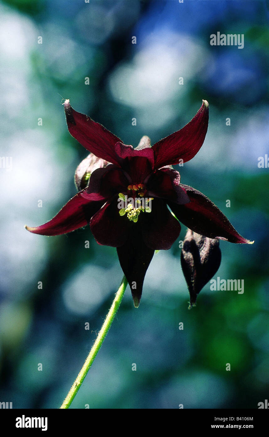 botany, Columbine, (Aquilegia), Dark Columbine, (Aquilegia atrata), blossom, blooming, stamen, corolla, Capitulum, Magnoliidae, Stock Photo