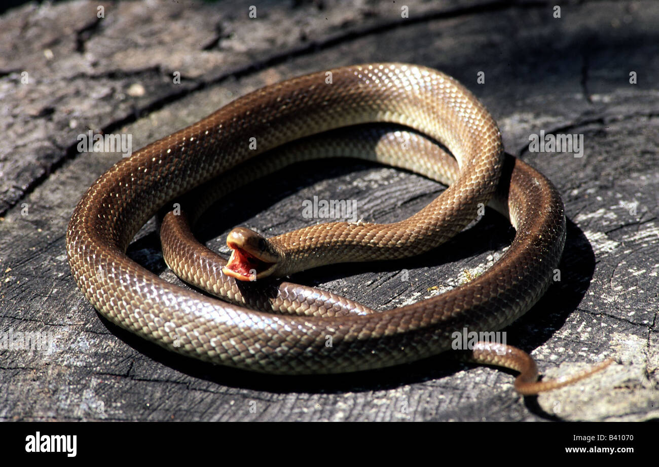 zoology / animals, reptiles, snakes, Aesculapian Snake, (Elaphe longissima), on tree stump, opened mouth, distribution: Southern Stock Photo