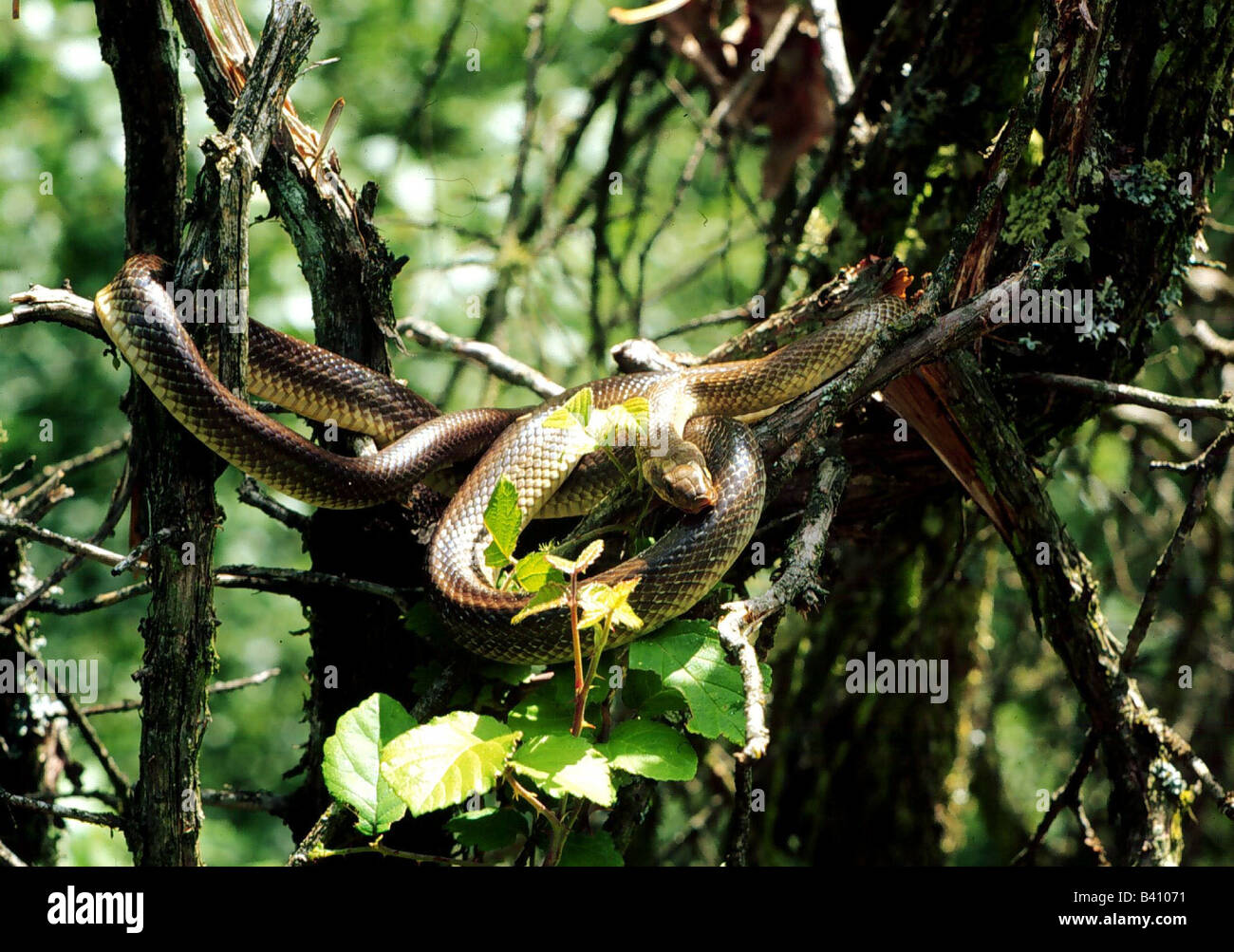 zoology / animals, reptiles, snakes, Aesculapian Snake, (Elaphe longissima), in bough on tree, distribution: Southern Europe, Ca Stock Photo