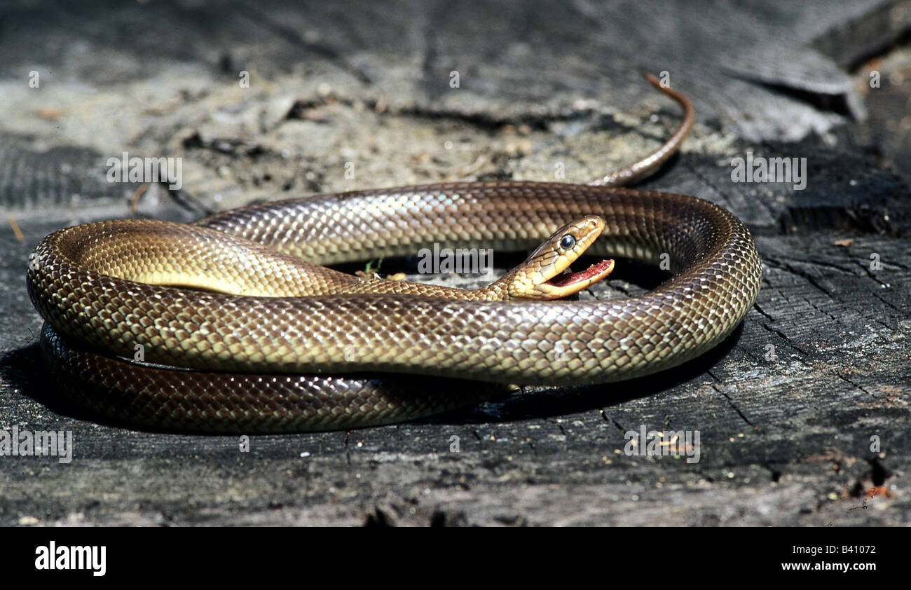 zoology / animals, reptiles, snakes, Aesculapian Snake, (Elaphe longissima), opened mouth, distribution: Southern Europe, Caucas Stock Photo