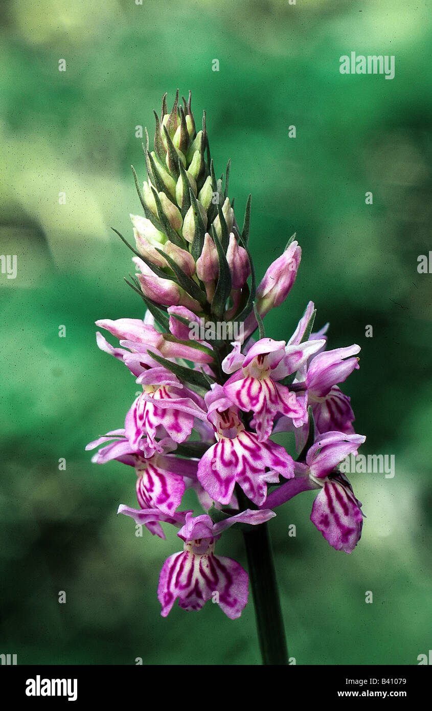 botany, Orchid, (Orchis), species, Spotted orchid, (Orchis maculata), blossoms and buds, blossom, orchids, Orchidales, Orchidace Stock Photo