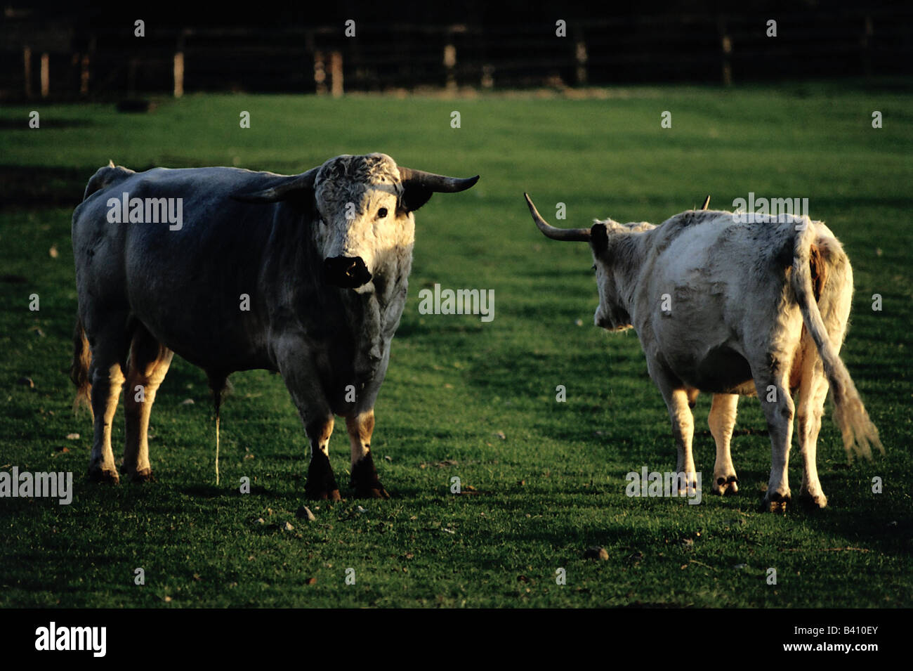 zoology / animals, mammal / mammalian, cattle, (Bos), cattle, (Bos primigenius forma taurus), White park, cow on meadow, distrib Stock Photo