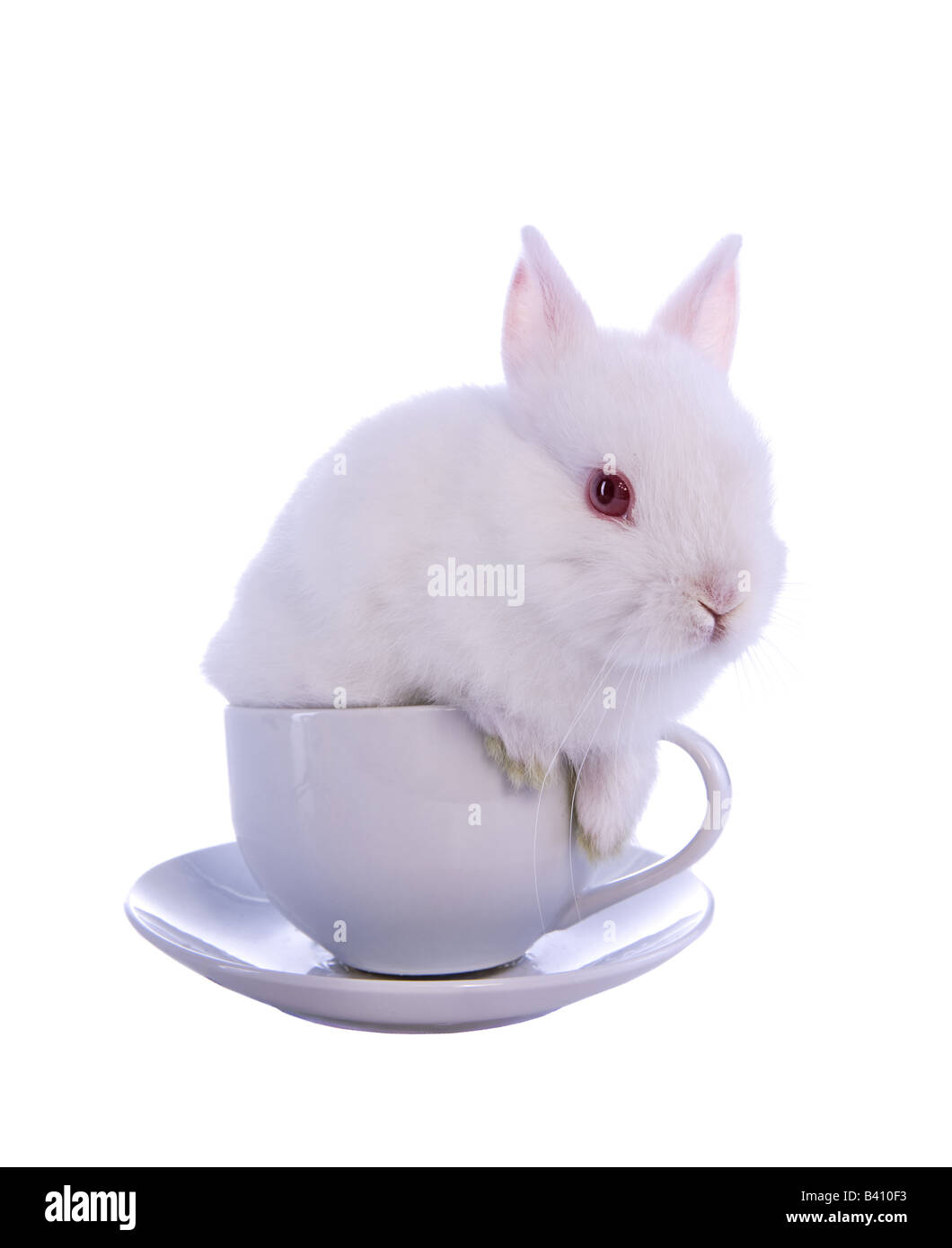 White Netherland Dwarf baby bunny rabbit in tea cup isolated on white Stock Photo