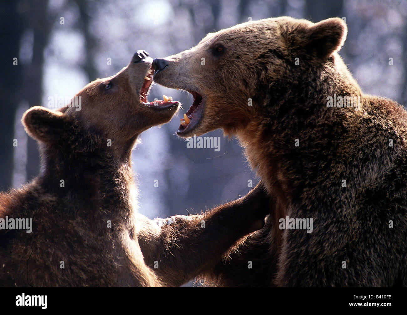 zoology, mammal / mammalian, Ursidae, Brown Bear (Ursus arctos), two animals playing, distribution: Europe, Asia, Carnivora, mam Stock Photo