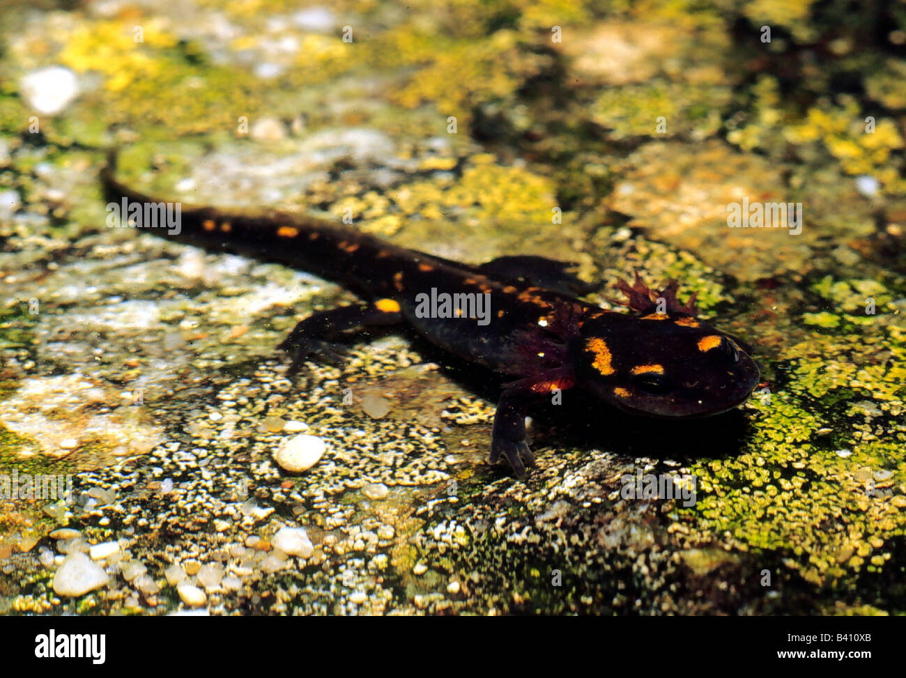 zoology / animals, amphibian, salamander, development, Fire Salamander