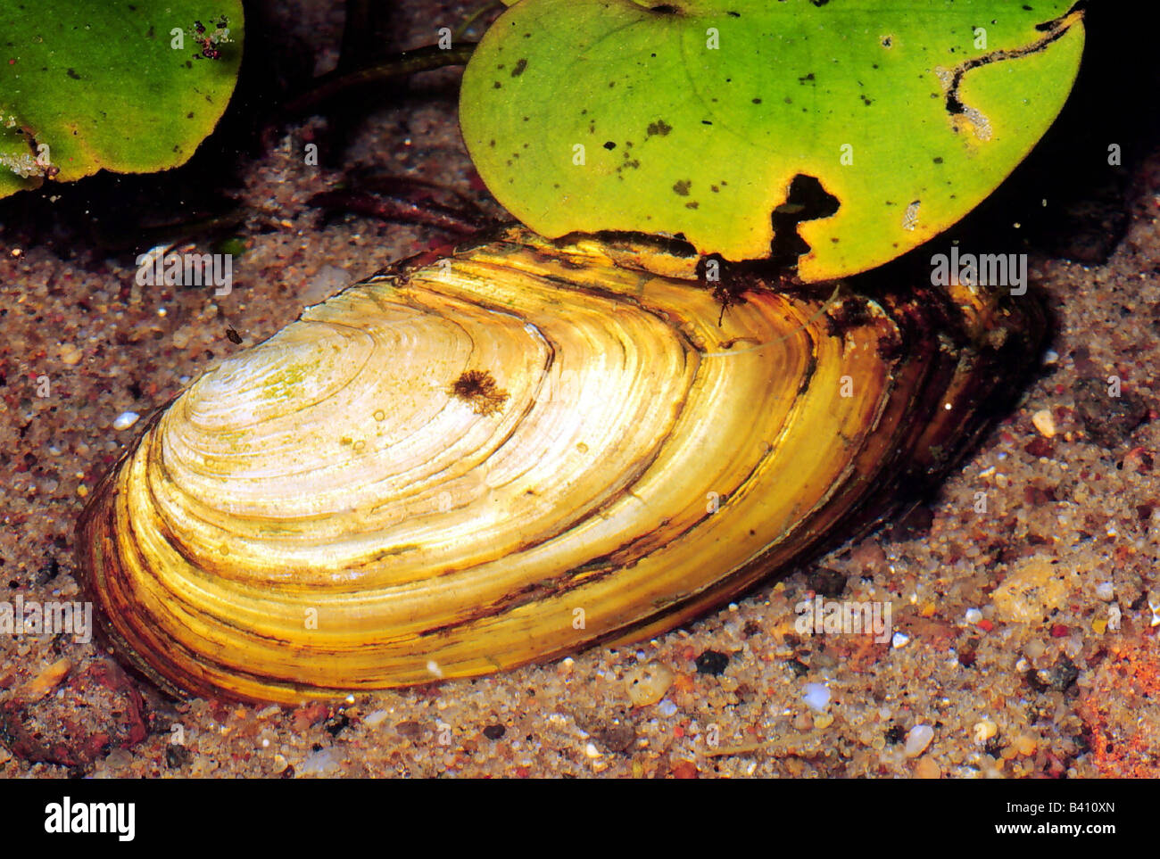 zoology / animals, cnidaria, Swan mussel, (Anodonta cygnea), underwater shot, distribution: North- and Central Europe, Balkans, Stock Photo