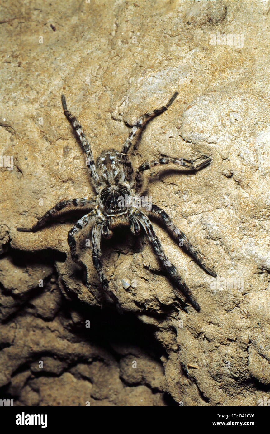 zoology / animals, arachnid, spiders, Russian Tarantel, (Lycosa singoriensis), on rock, distribution: Eurasian steppes, wolf spi Stock Photo