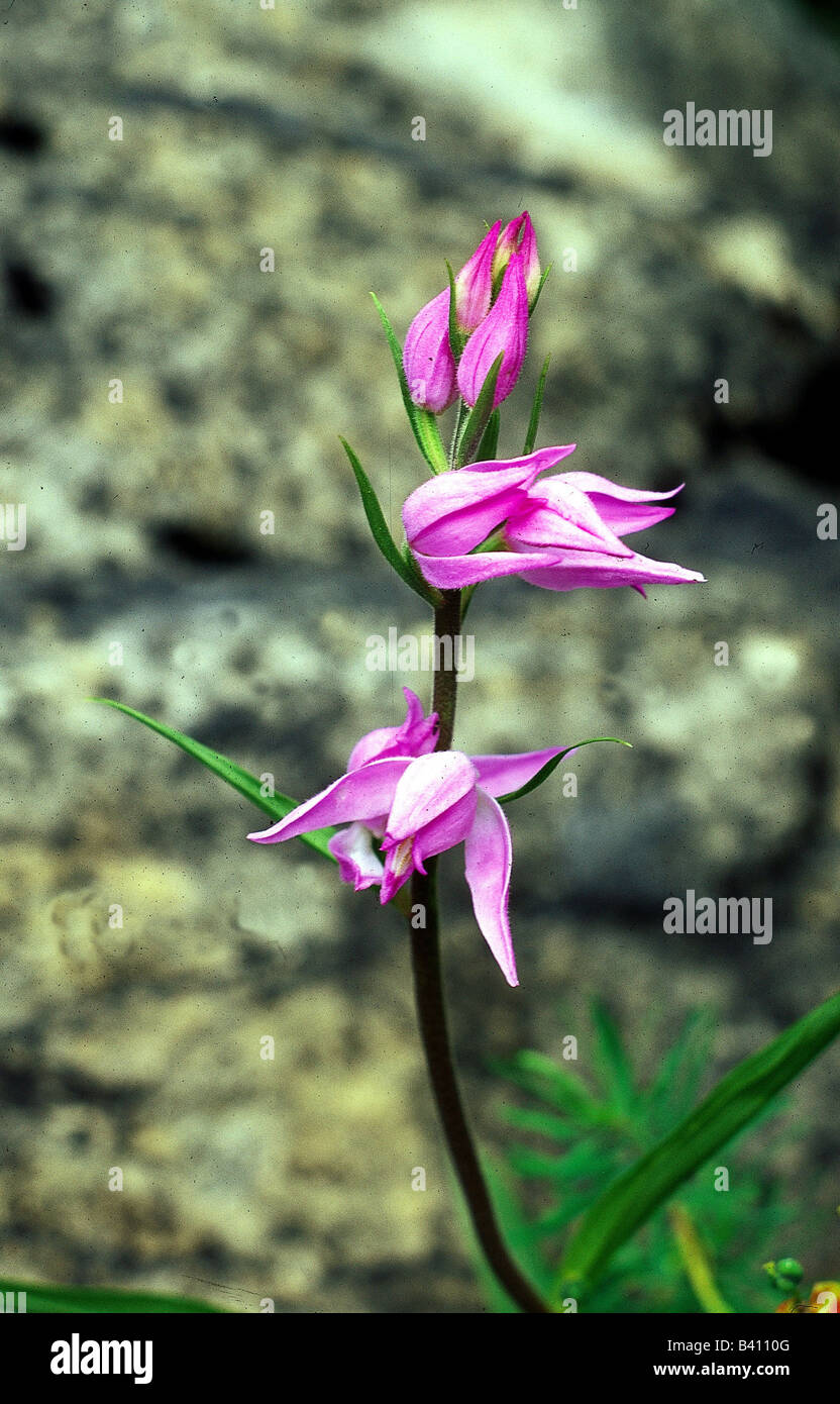 botany, Helleborine, (Cephalanthera), Red Helleborine, (Cephalanthera rubra), blossom, at shoot, Orchidaceae, orchid, Orchidales Stock Photo
