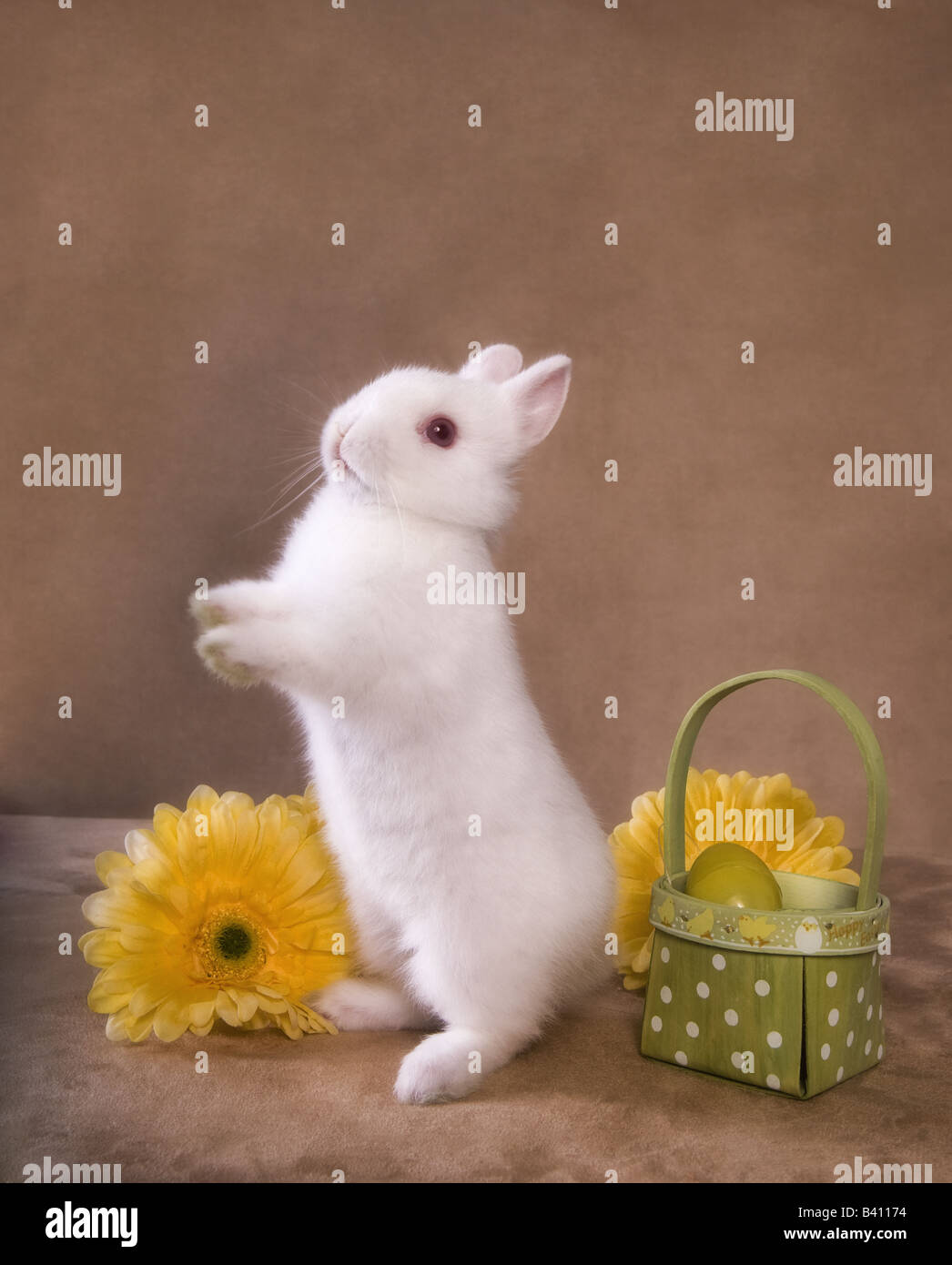 Cute white Netherland Dwarf rabbit on golden background with yellow gerber daisy flowers and Easter basket Stock Photo