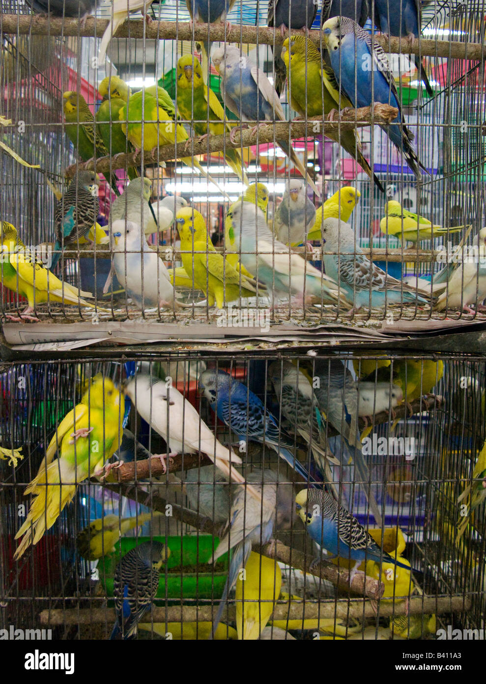 Caged birds for sale in the animal department of Bangkok's famous