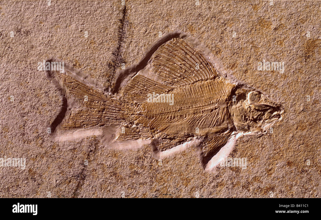 aeon / prehistory, fossils, zoology, Propterus, fish, upper jurassic