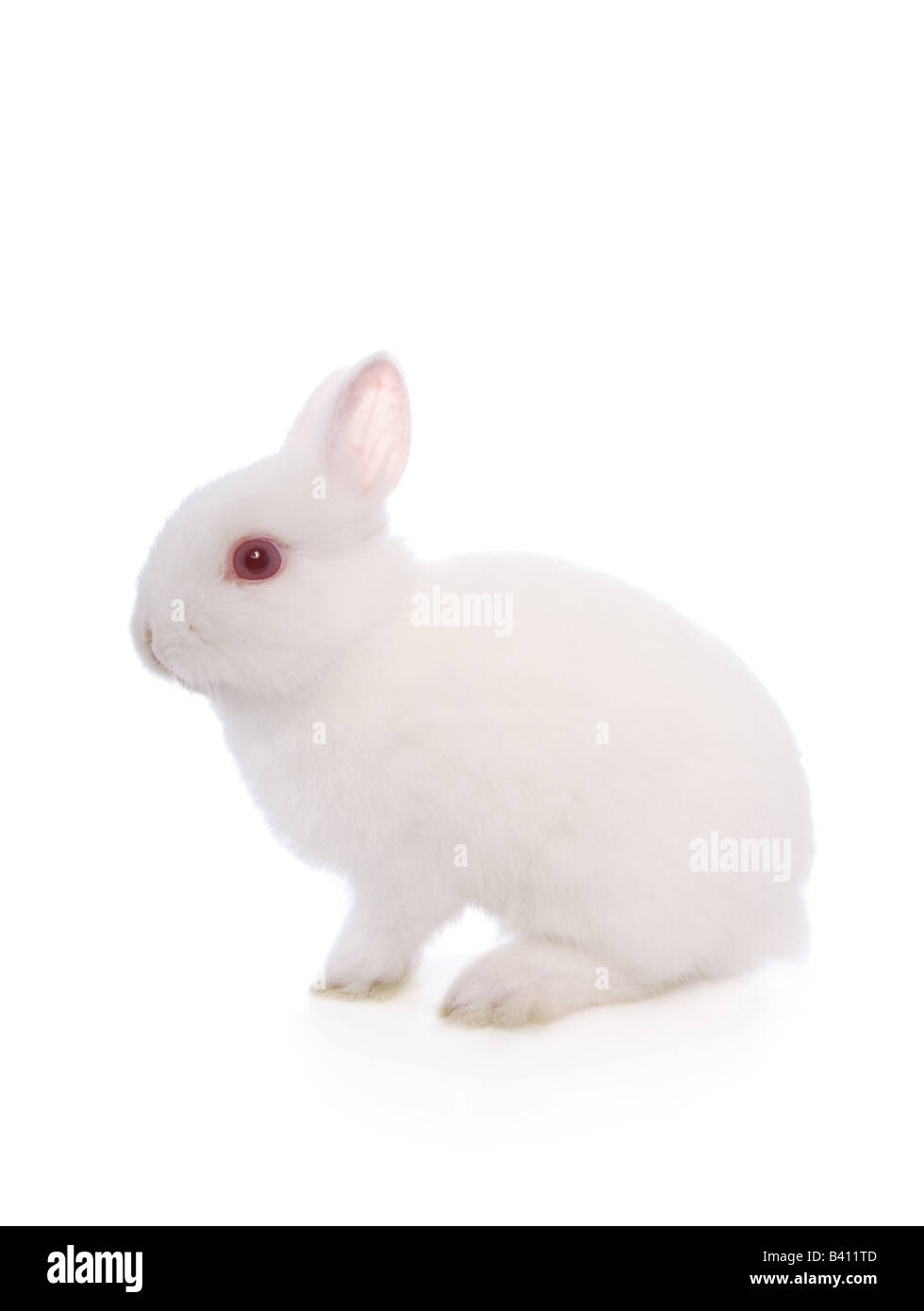 Cute white Netherland Dwarf bunny rabbit isolated Stock Photo