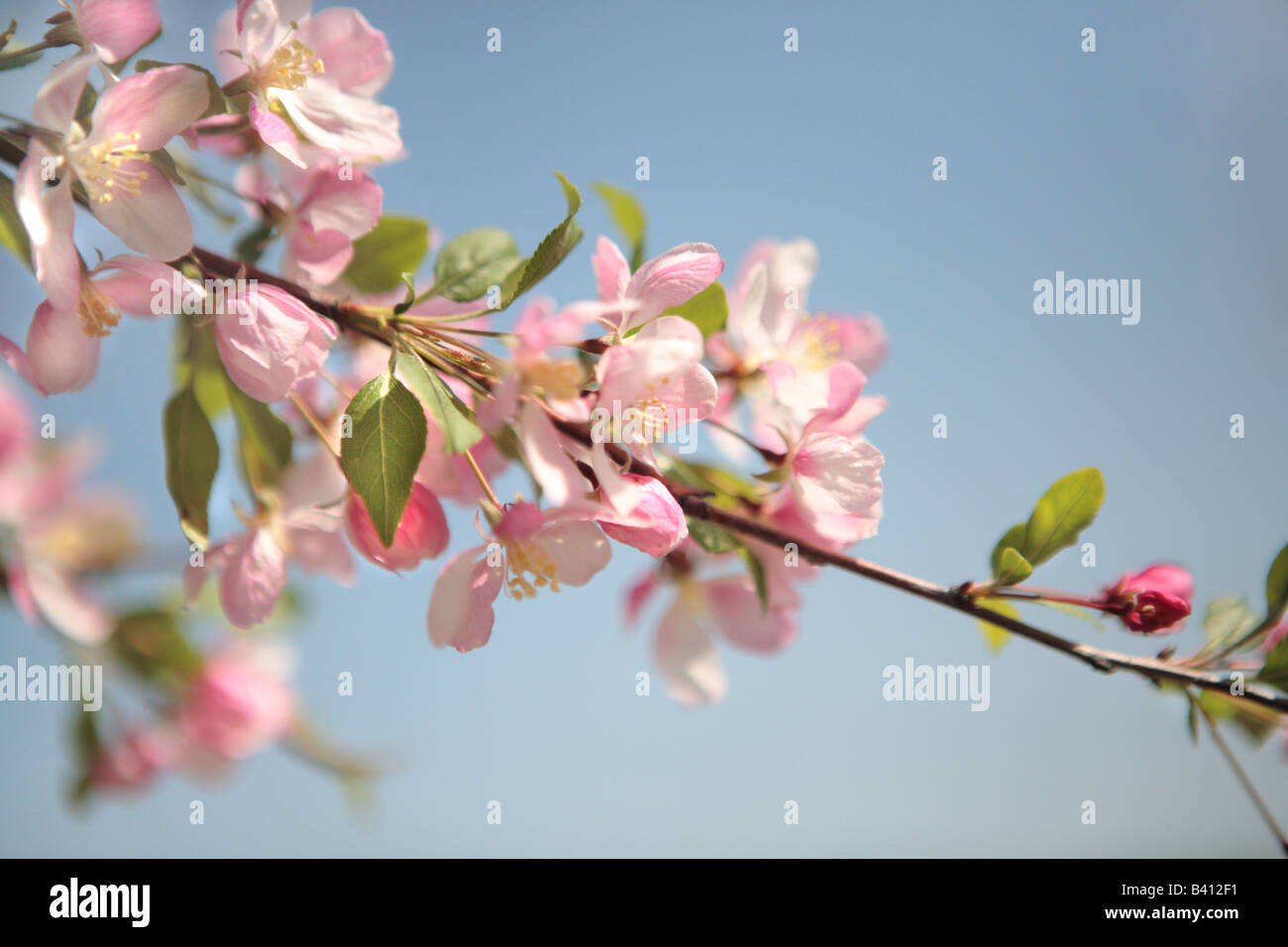 CRABAPPLE LOUISA MALUS IN SPRING IN NORTHERN ILLINOIS USA Stock Photo Alamy