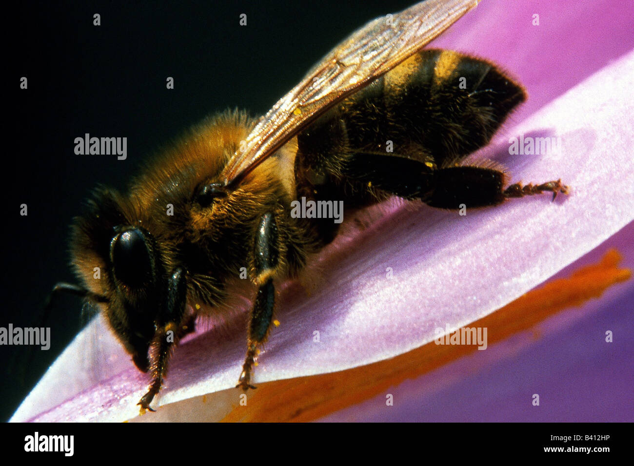 zoology / animals, insect, bees, Western honey bee, (Apis mellifera