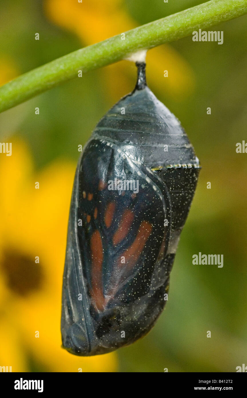 Monarch butterfly chrysalis hatch hires stock photography and images