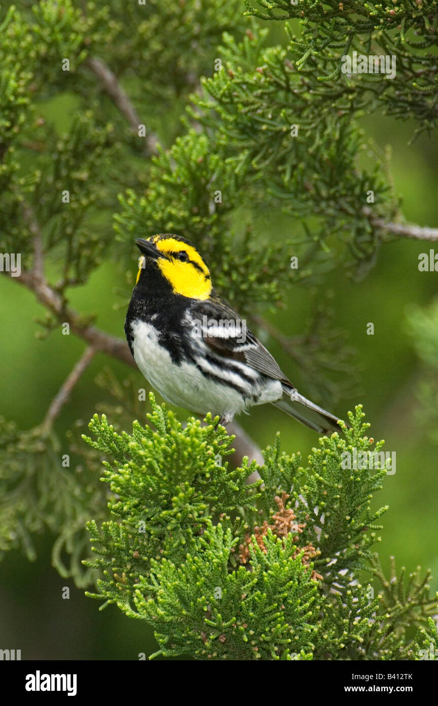 USA, Texas, Hill Country, Mike Murphy Ranch. Close-up of endangered golden-cheek warbler male in fir tree. Stock Photo
