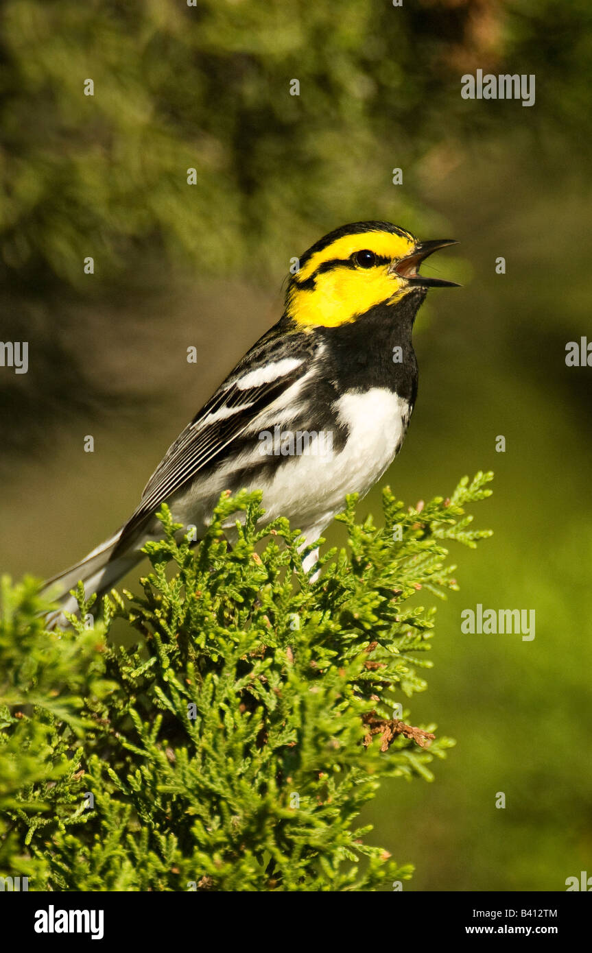 USA, Texas, Hill Country, Mike Murphy Ranch. Close-up of endangered golden-cheek warbler male singing in fir tree. Stock Photo