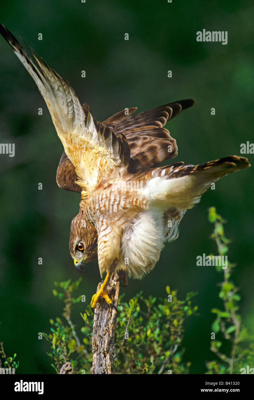 Red Hawk From Rio USA, Texas, Rio Grande Valley, McAllen. Close-up of wild red-shouldered ...