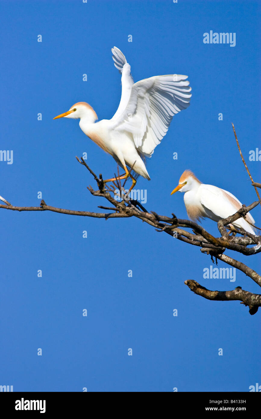 USA, Texas, High Island, High Island Rookery. Cattle egret pair in ...