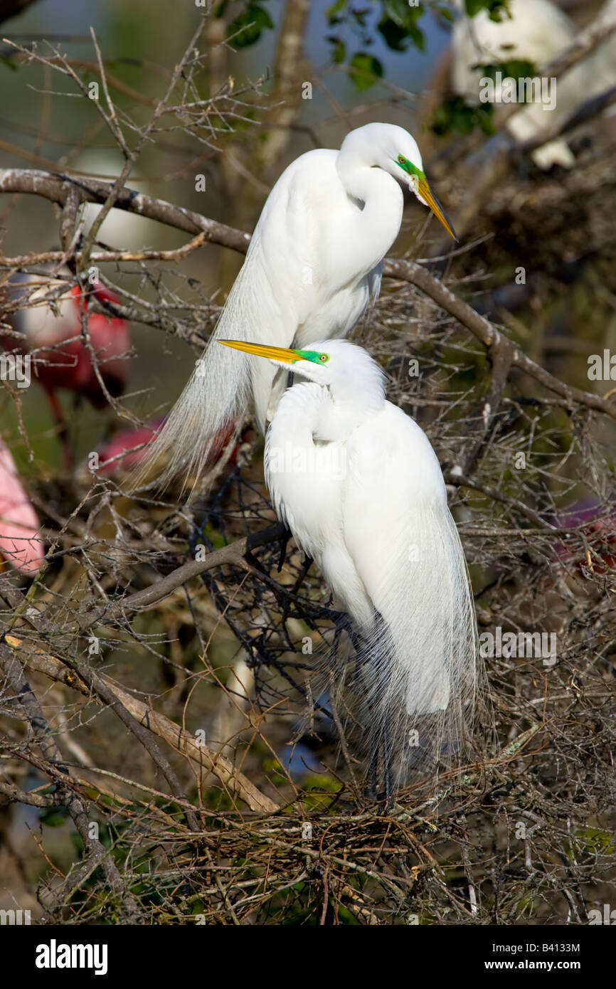 USA, Texas, High Island, High Island Rookery. Great egret breeding pair ...