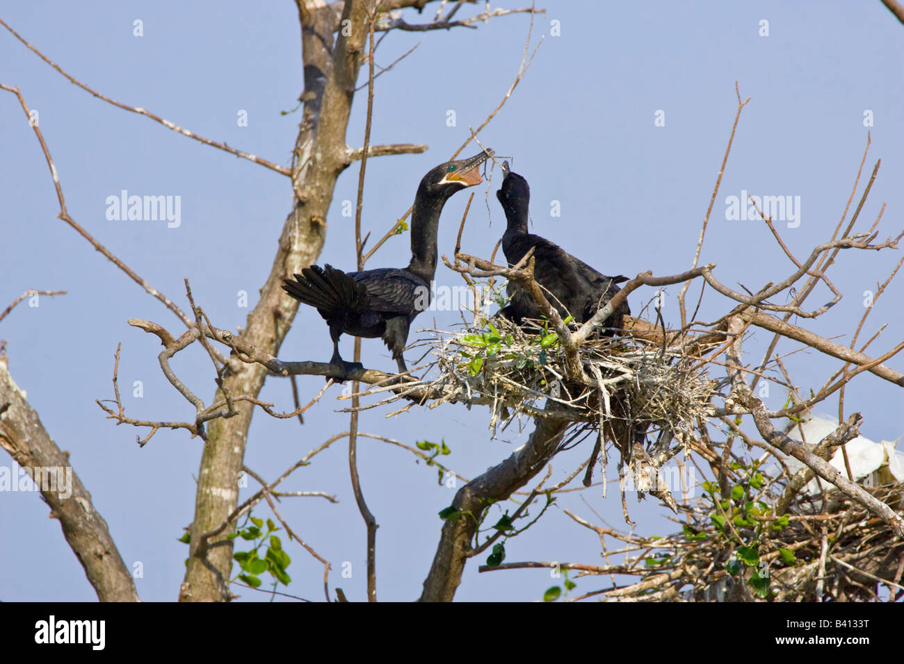 USA, Texas, High Island. Pair of double-crested cormorants building ...