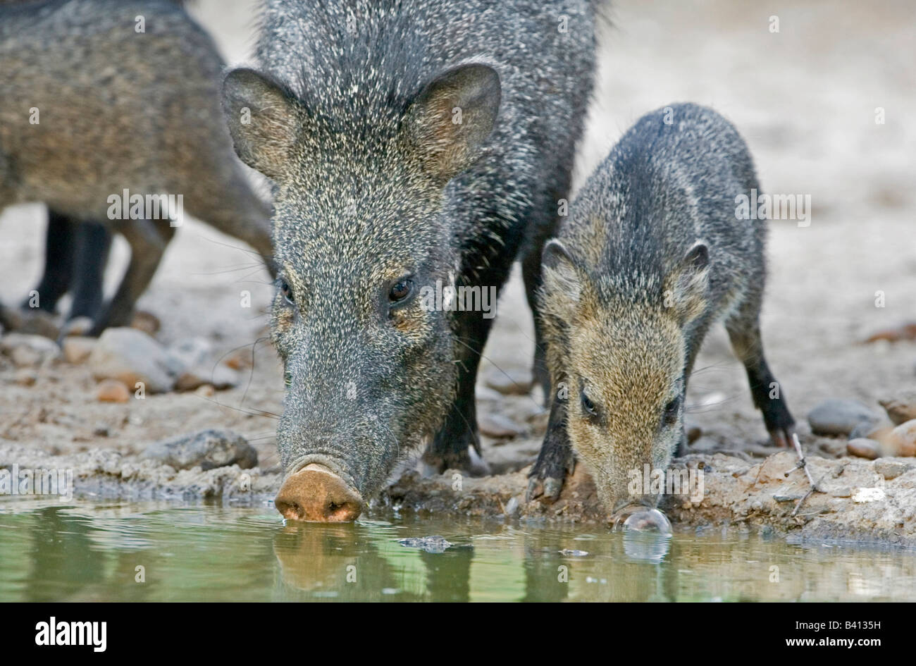 USA, Texas, Rio Grande Valley. Javelina adult and juvenile drinking at