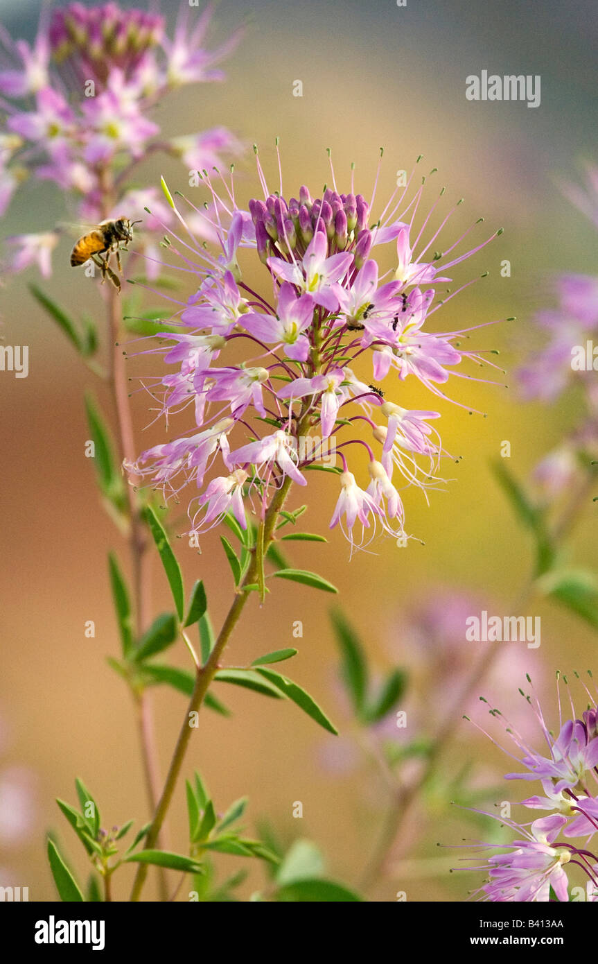 USA, Utah. Honey bee landing on mountain bee plant Stock Photo Alamy