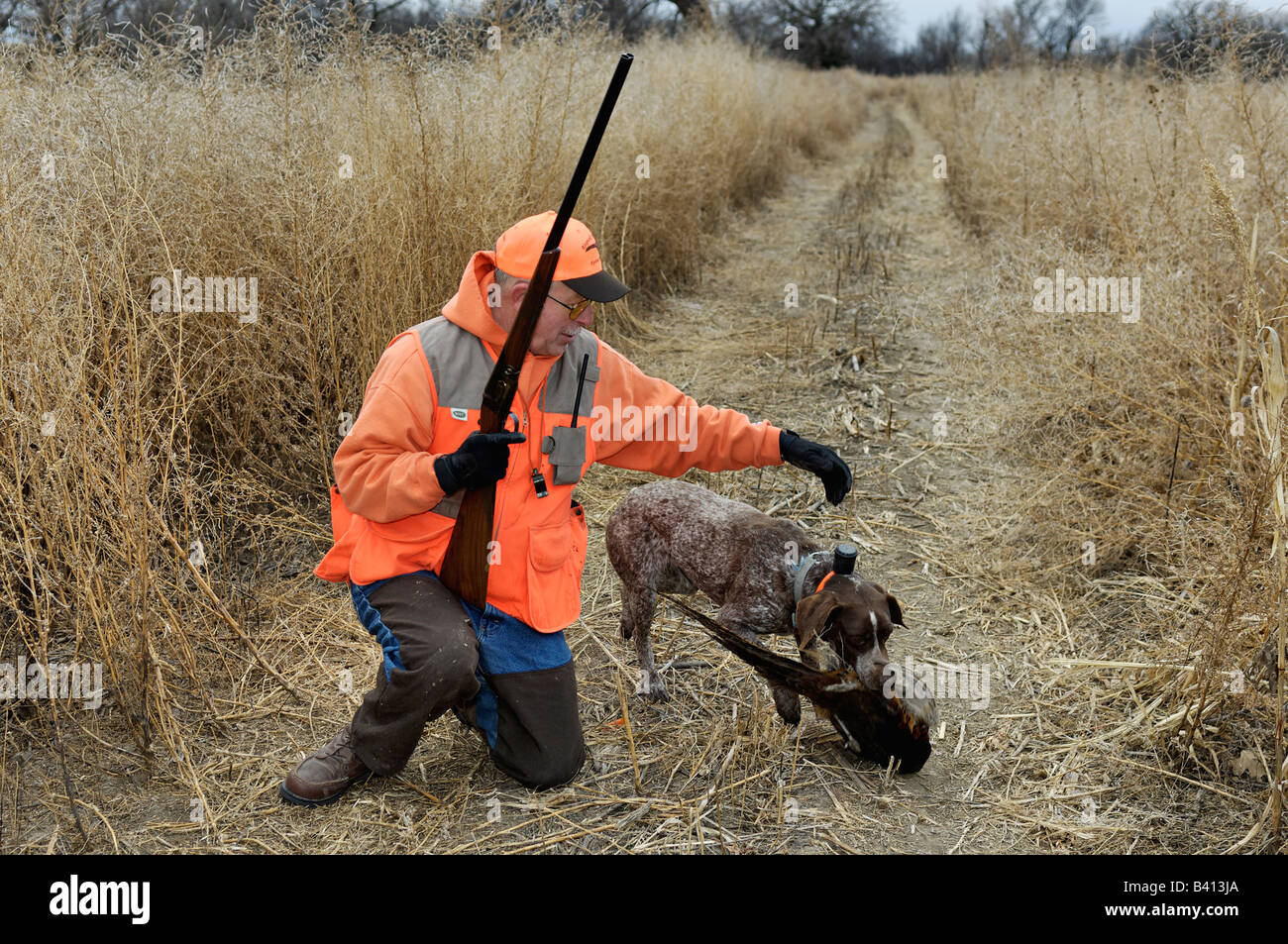 German Shorthair Pointer Retrieving Ringneck Pheasant to Upland Bird Hunter Kansas Stock Photo
