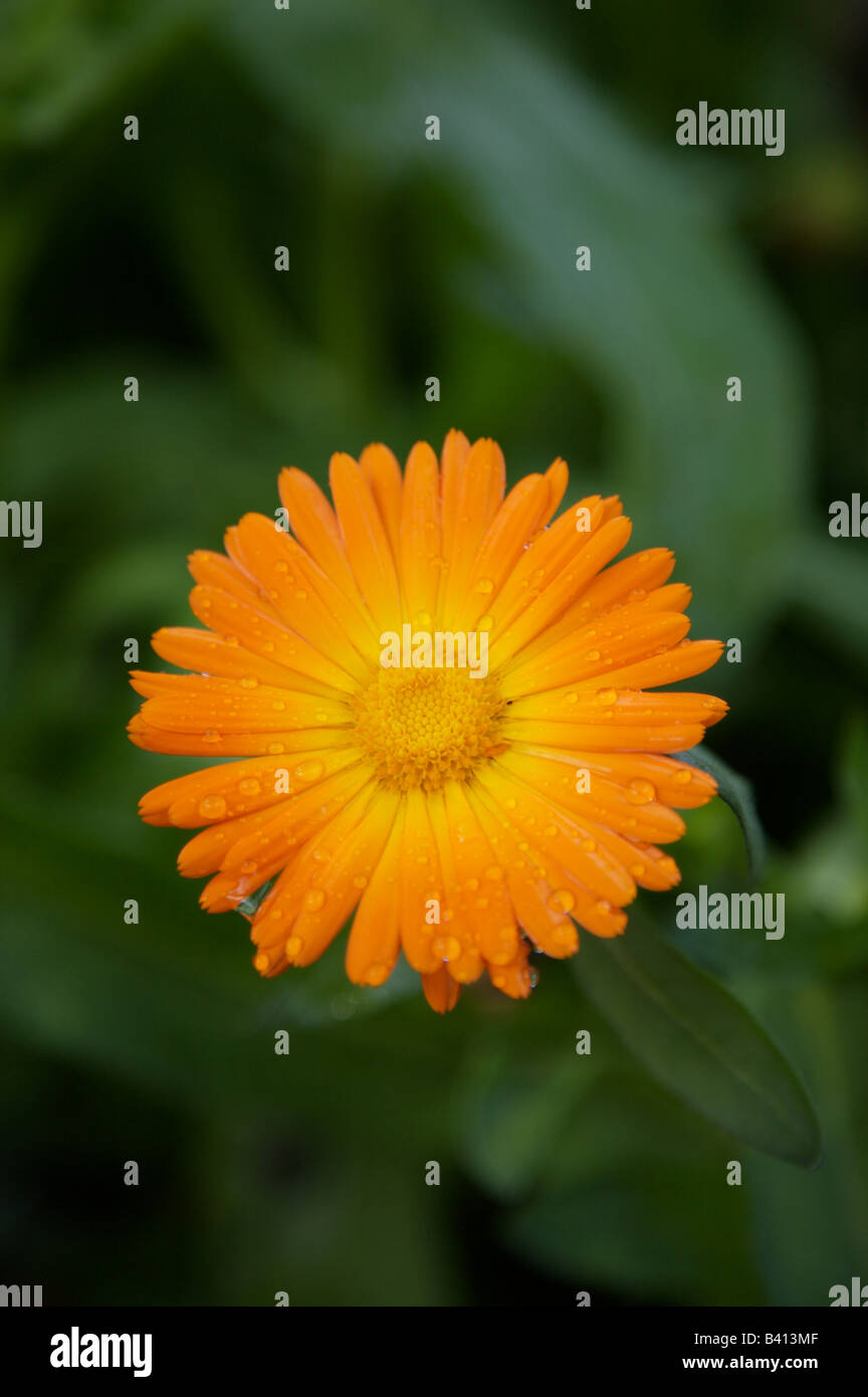 Calendula Flower captured in a sun shower Stock Photo