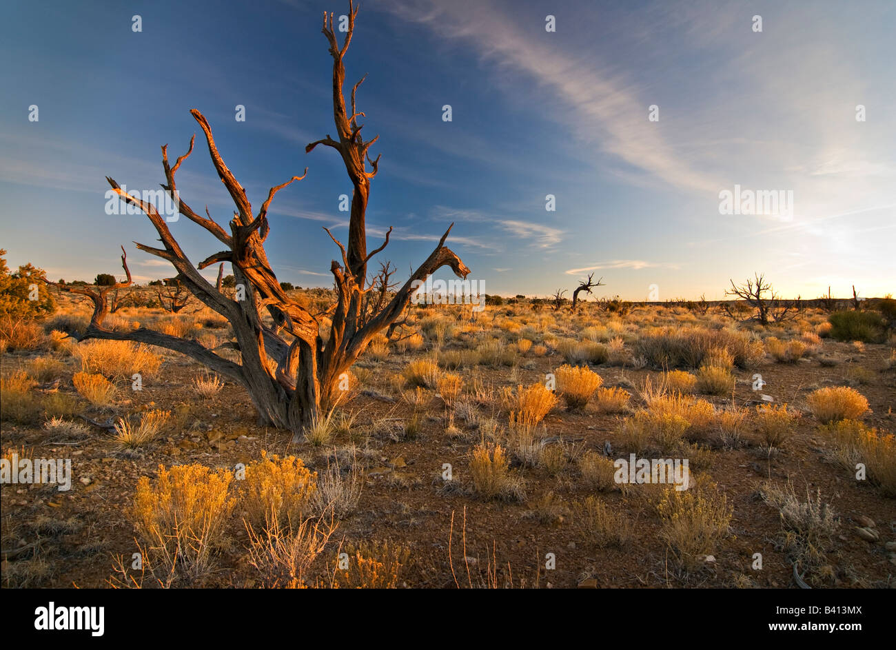 Dead Swell High Resolution Stock Photography and Images - Alamy