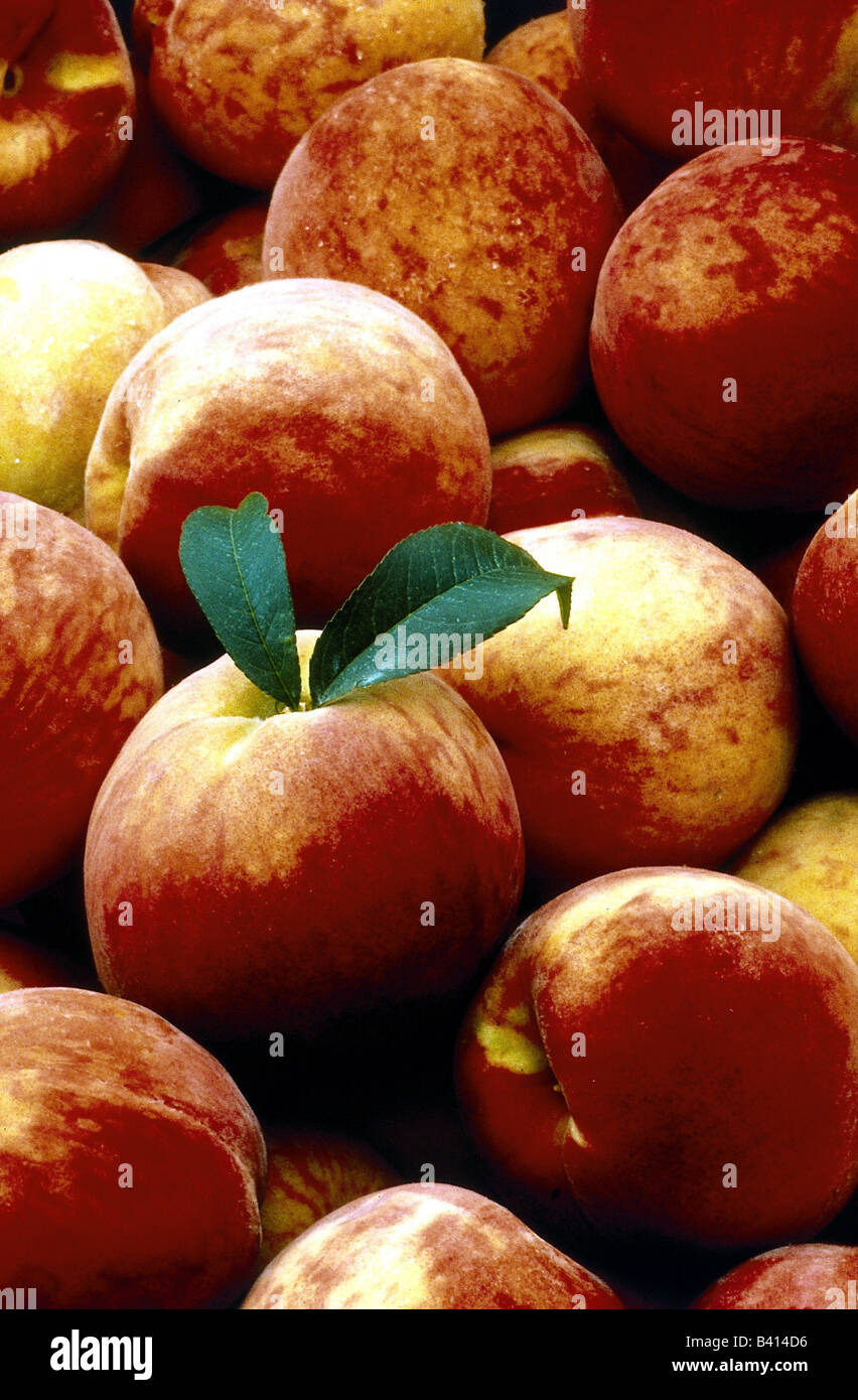 botany, Peach, (Prunus persica), harvested fruits, harvest, trade, sale, leaf, mellow, croped, skin, stony fruit, Rosidae, Rosal Stock Photo
