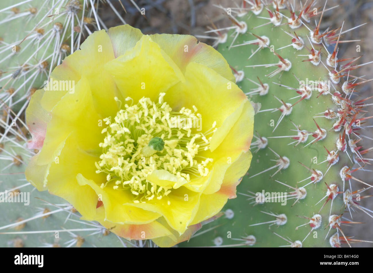 USA, Utah, Canyonlands, NP, Desert Prickly Pear Cactus (Opuntia phaeacantha) Stock Photo