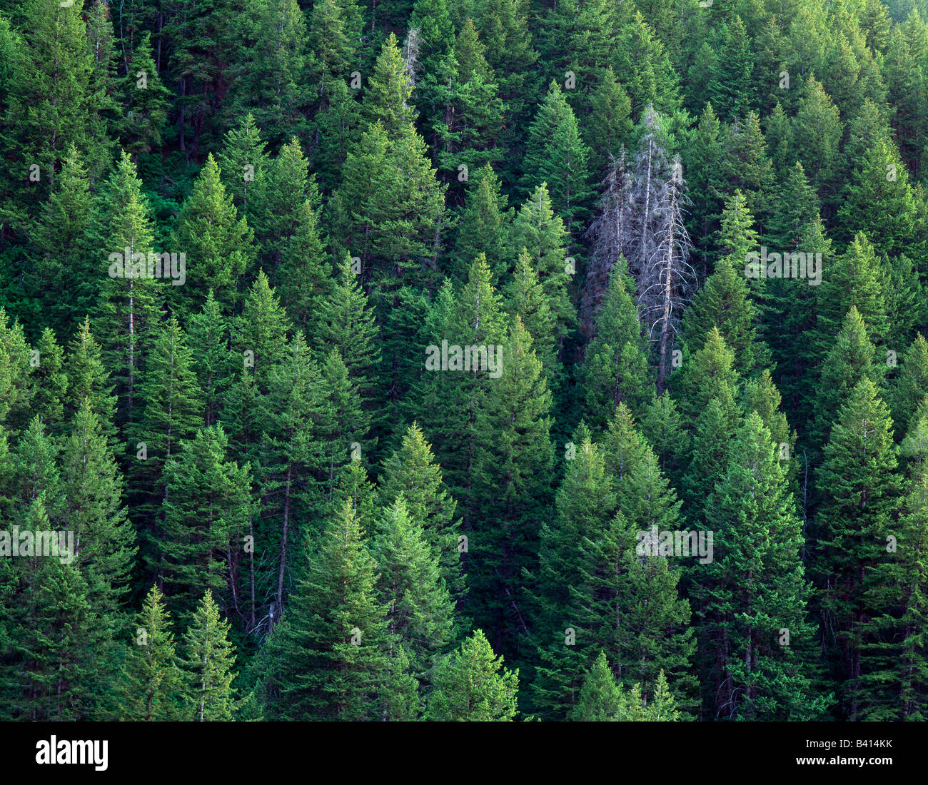 MOUNT NAOMI WILDERNESS, UTAH. USA. Douglas fir trees (Pseudotsuga