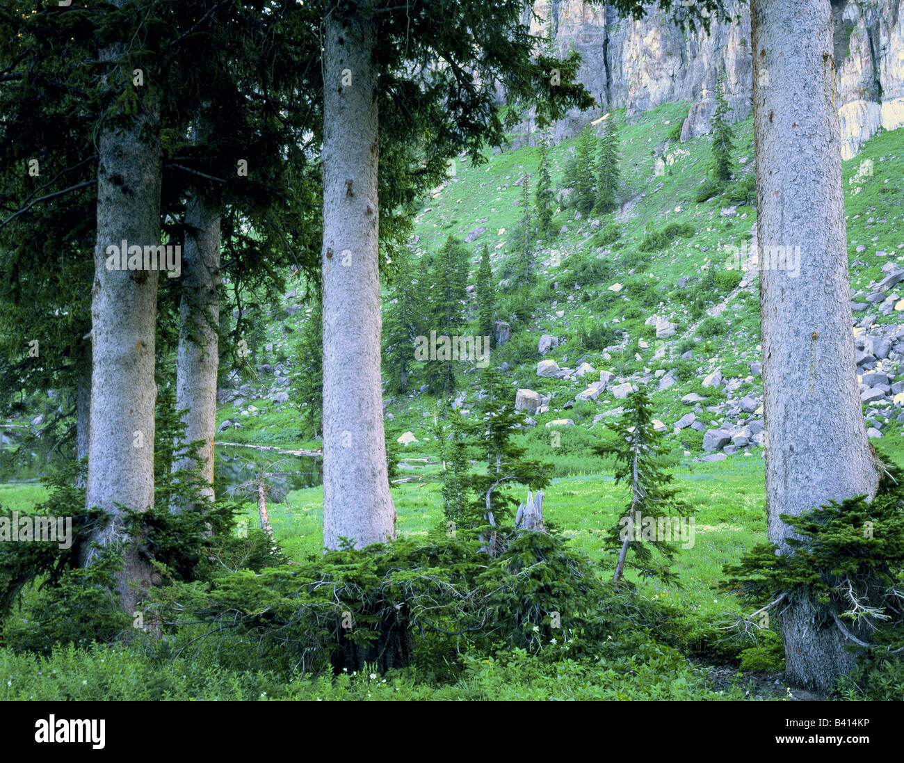UTAH. USA. Engelmann spruce trees (Picea engelmannii). Cirque in Bear River Range. Wasatch-Cache National Forest. Stock Photo