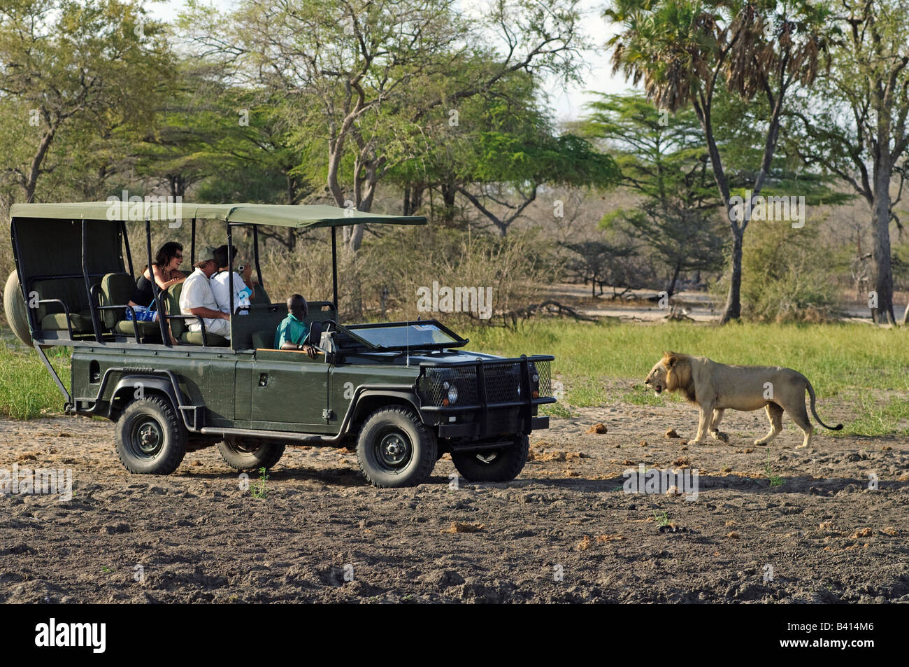Male lion walking past tourists sitting in safari vehicle, Selous Game Reserve, Tanzania Stock Photo