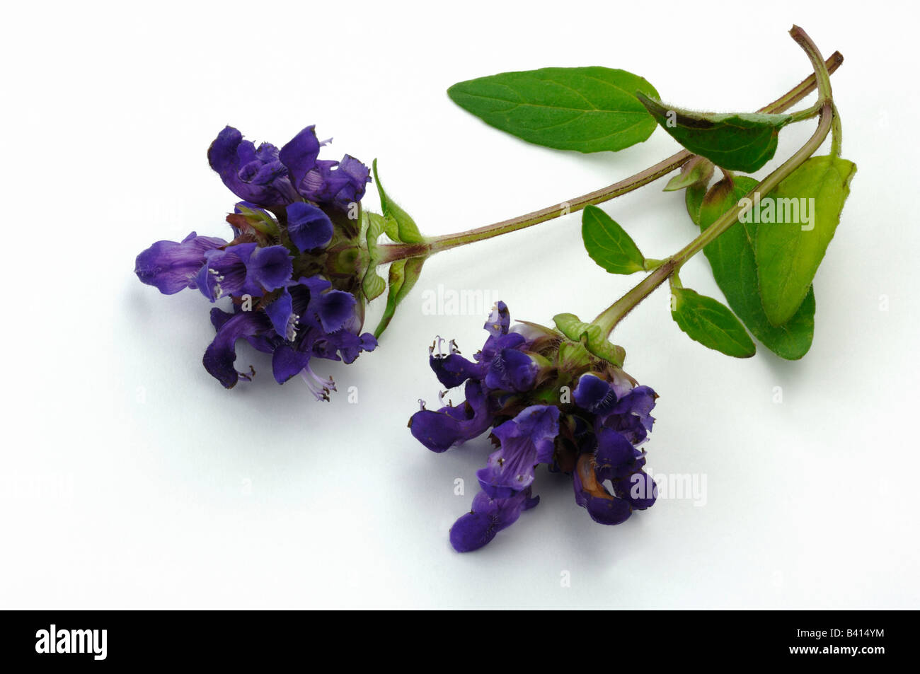 Cut-leaf Self-heal (Prunella grandiflora), flowering stems, studio picture Stock Photo