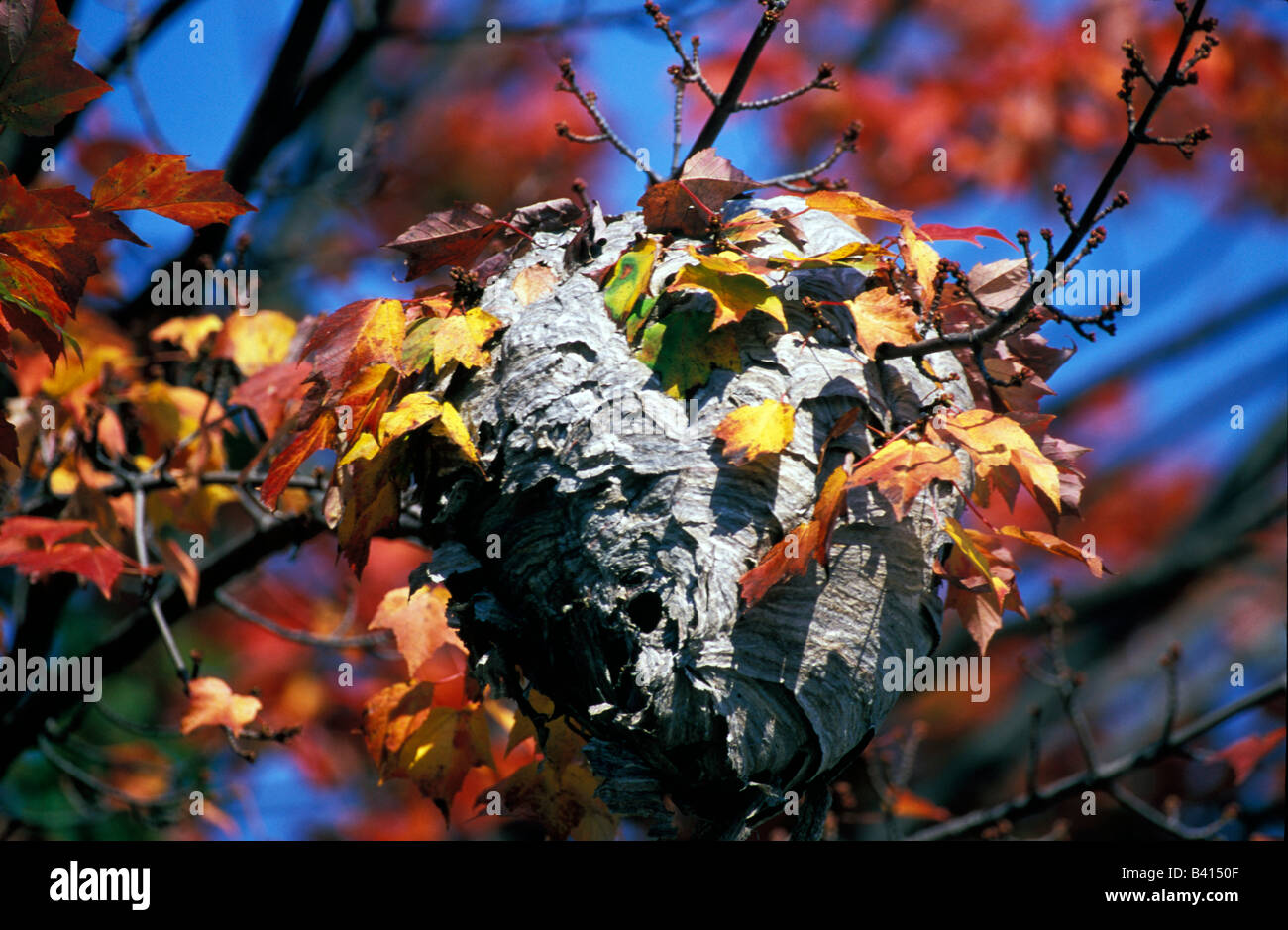 North America, United States, Vermont, Montgomery. Hornets Nest in the Fall. Stock Photo