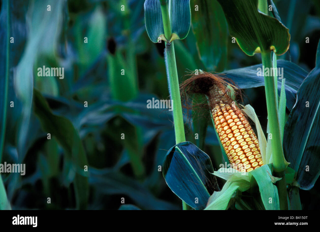 North America, United States, Vermont, Woodstock. Corn cob stalk. Stock Photo
