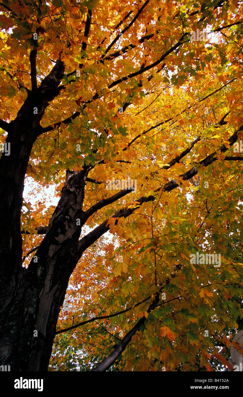 North America, United States, Vermont. Fall maple trees. Stock Photo